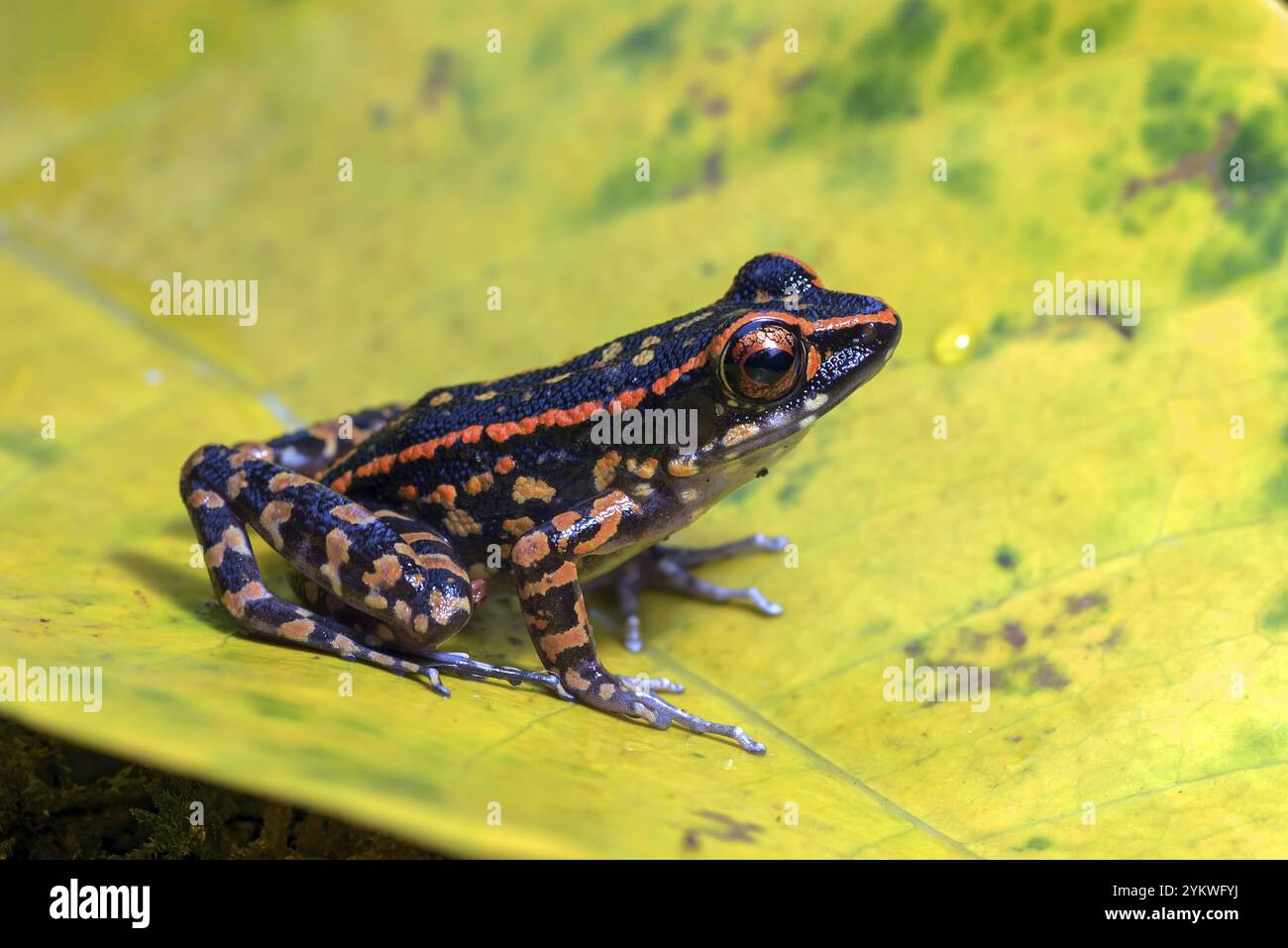 Stream Tree Frog Frog species southeast asia hi-res stock photography and images - Alamy