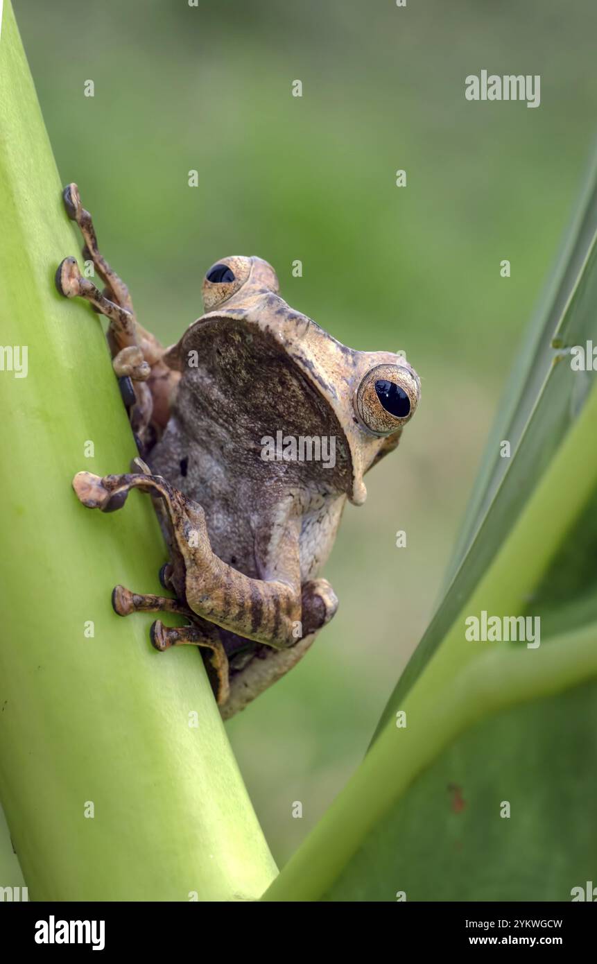 Javan tree frog on a tree Stock Photo