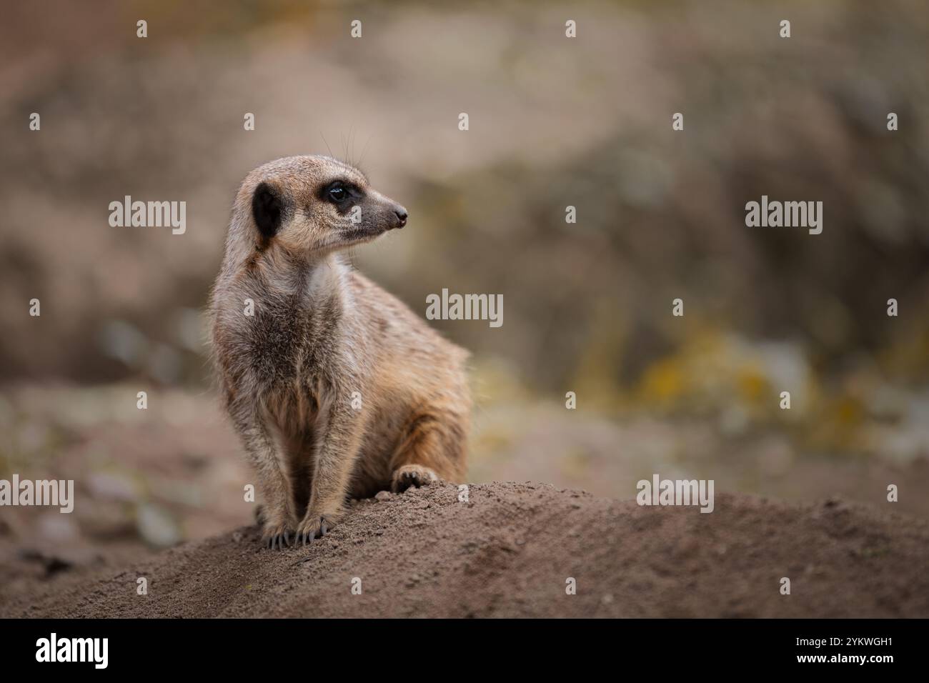 Photograph wildlife hi-res stock photography and images - Alamy