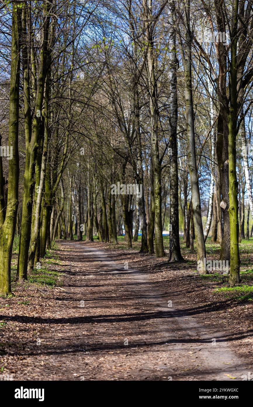 A winding dirt path leads through a serene forest with tall trees and ...