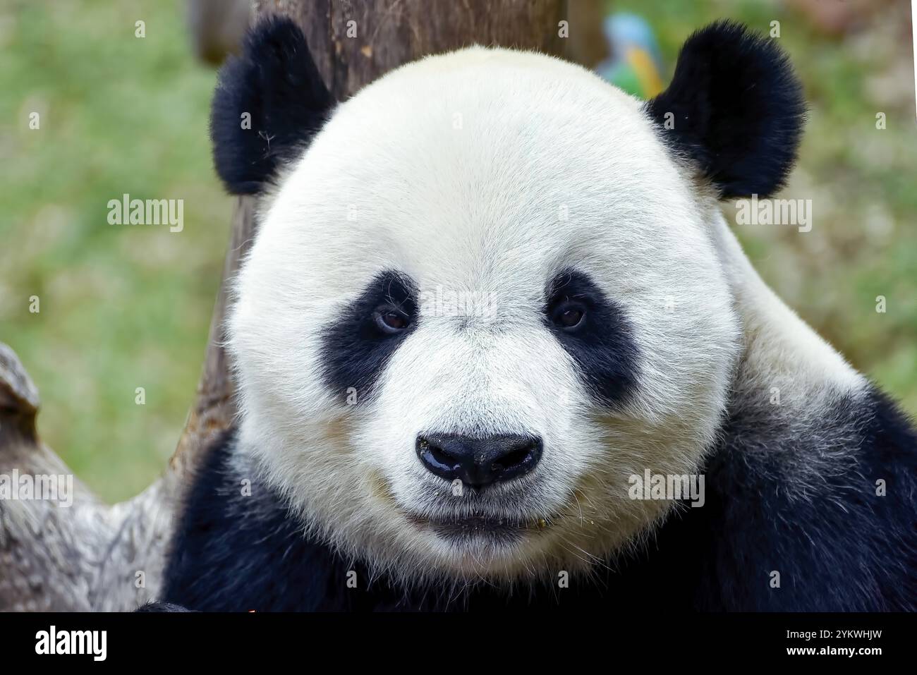 Giant panda in safari park Stock Photo - Alamy