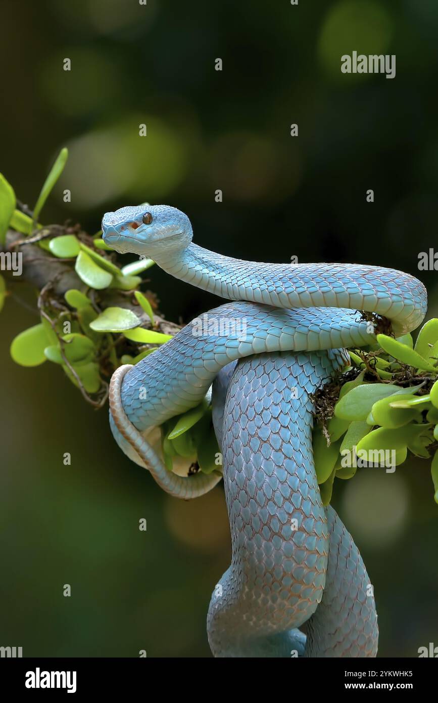 The white-lipped island pit viper on tree branch Stock Photo