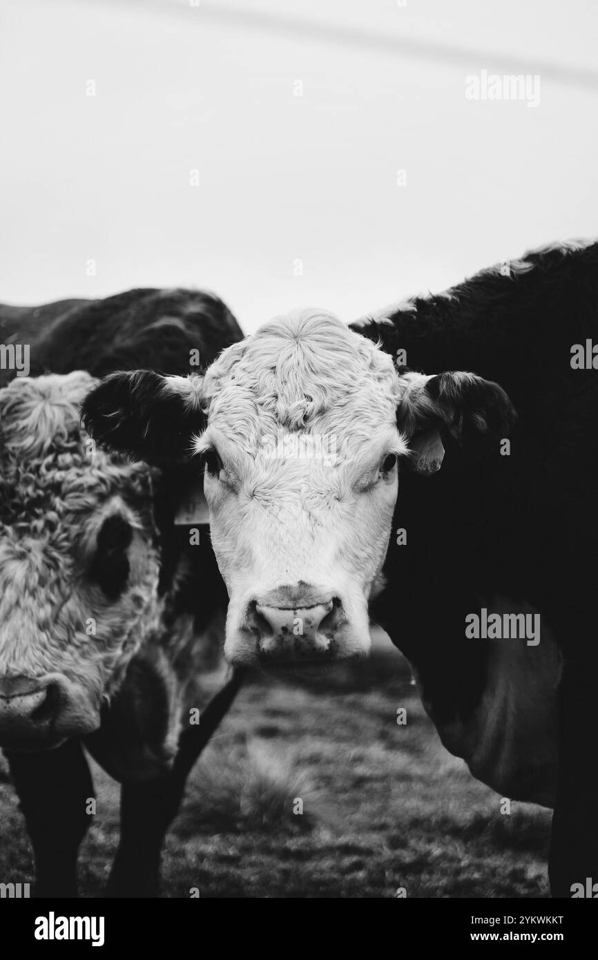 Wildlife dairy cow Black and White Stock Photos & Images - Alamy