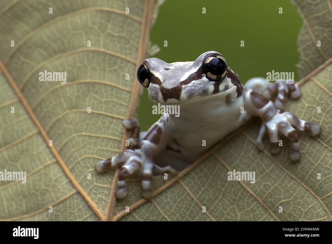 Milk frog peeping from a hole in a dried leaves Stock Photo