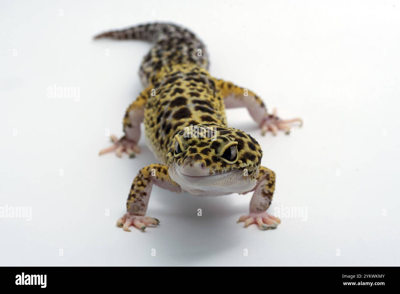 Leopard gecko in white background Stock Photo