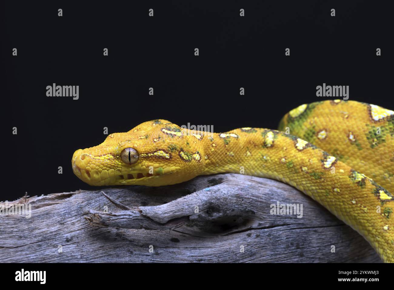 Green tree phyton coiled around a tree branch Stock Photo