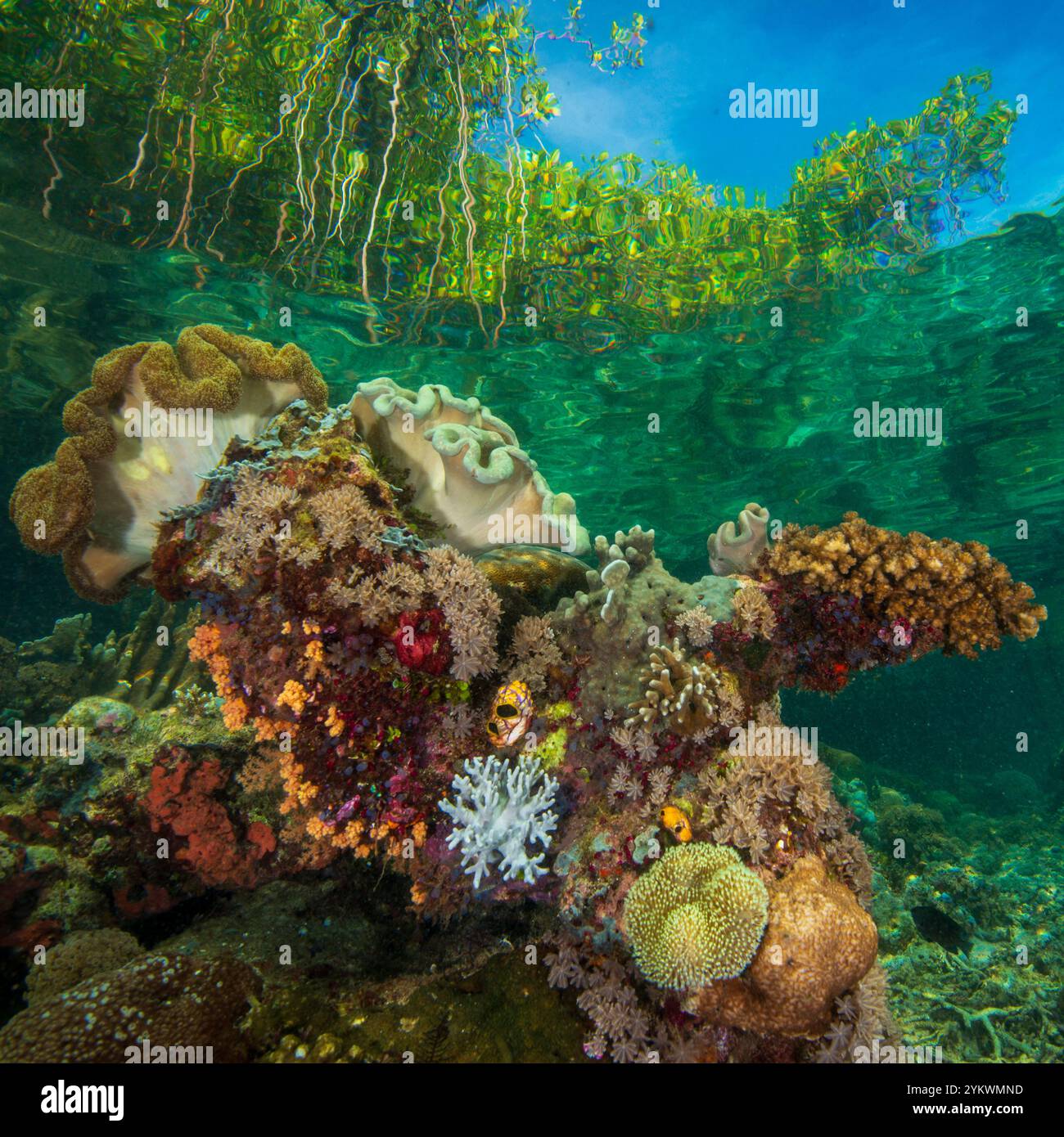Coral Reef Next To Mangrove Raja Ampat Stock Photo Alamy coral-reef-next-to-mangrove-raja-ampat-stock-photo-alamy