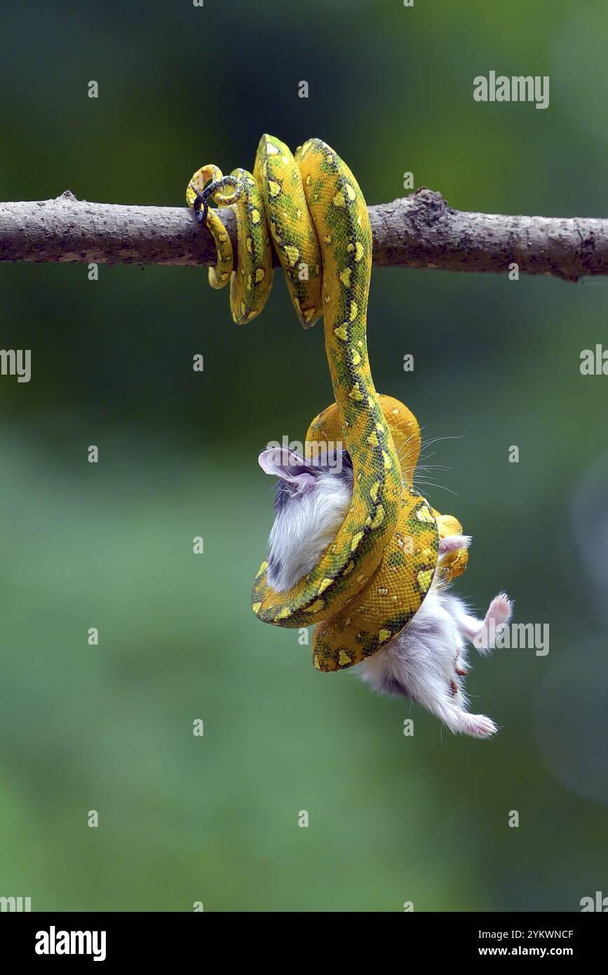 Python catch a prey on a tree Stock Photo - Alamy