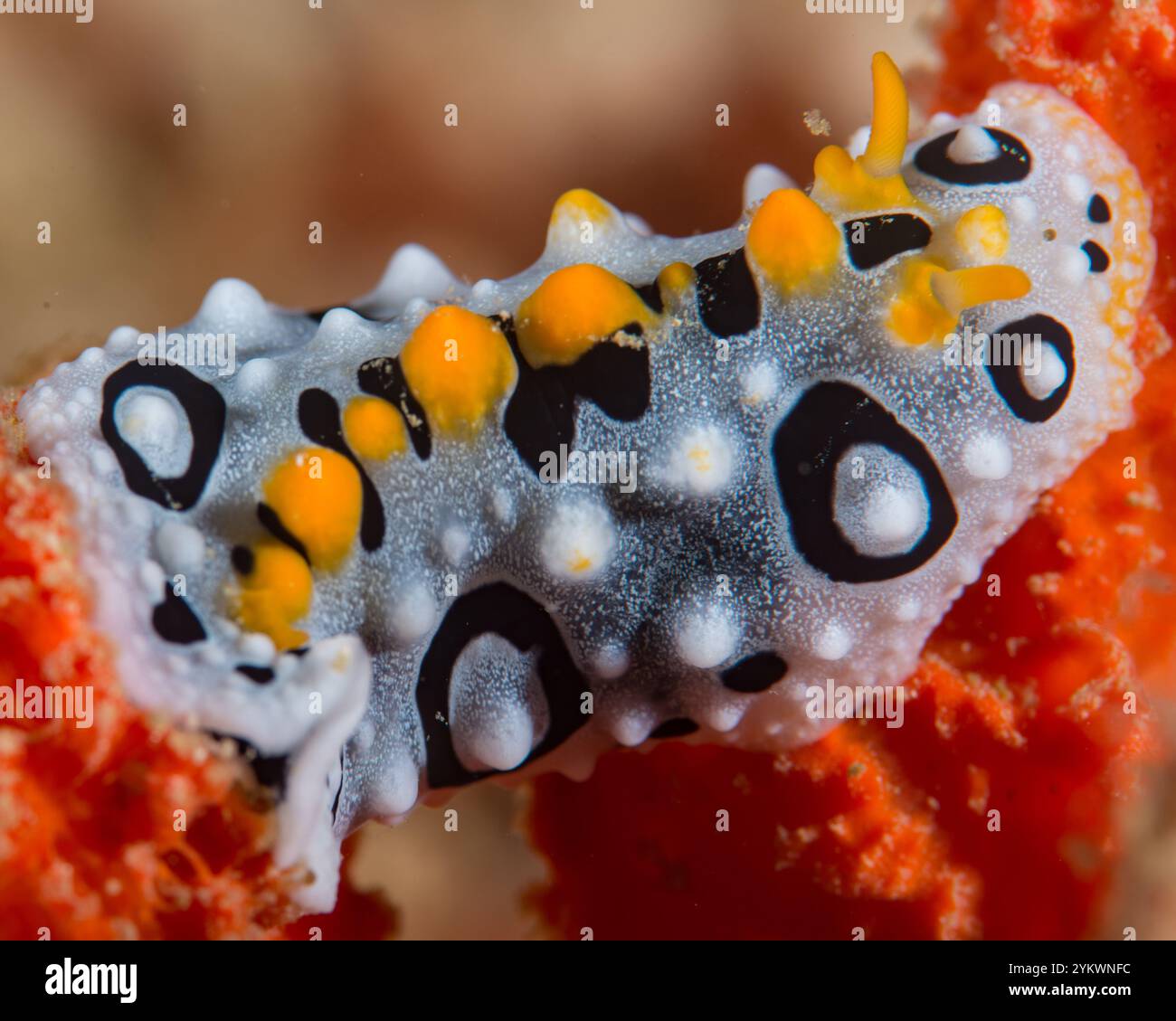 elegant phyllida nudibranch raja ampat Stock Photo - Alamy