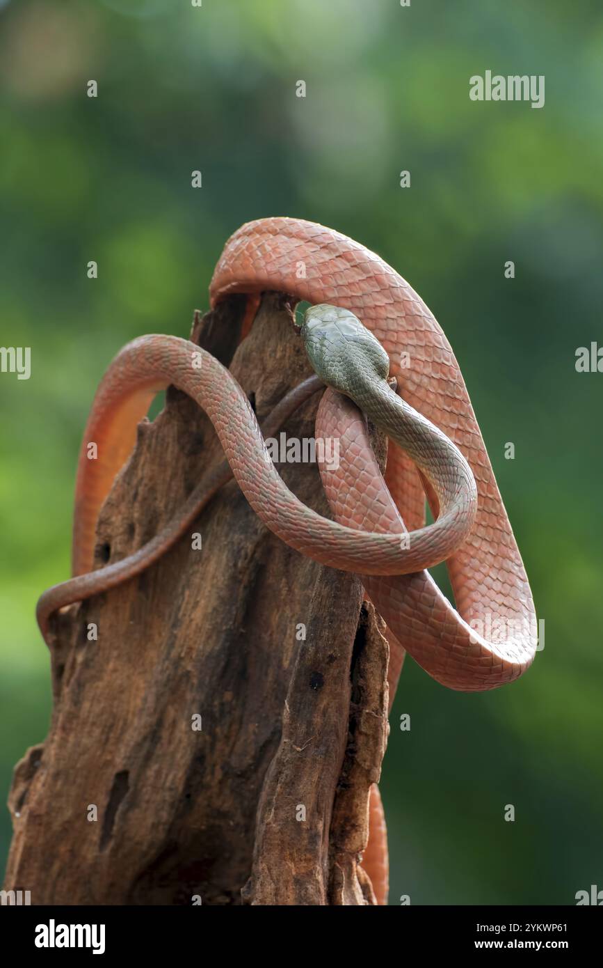 Black-Headed Cat Snake (Boiga nigriceps) coiled around tree trunk Stock ...