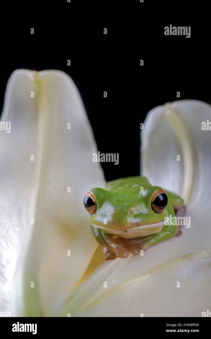 Inside animal mammal green hi-res stock photography and images - Alamy