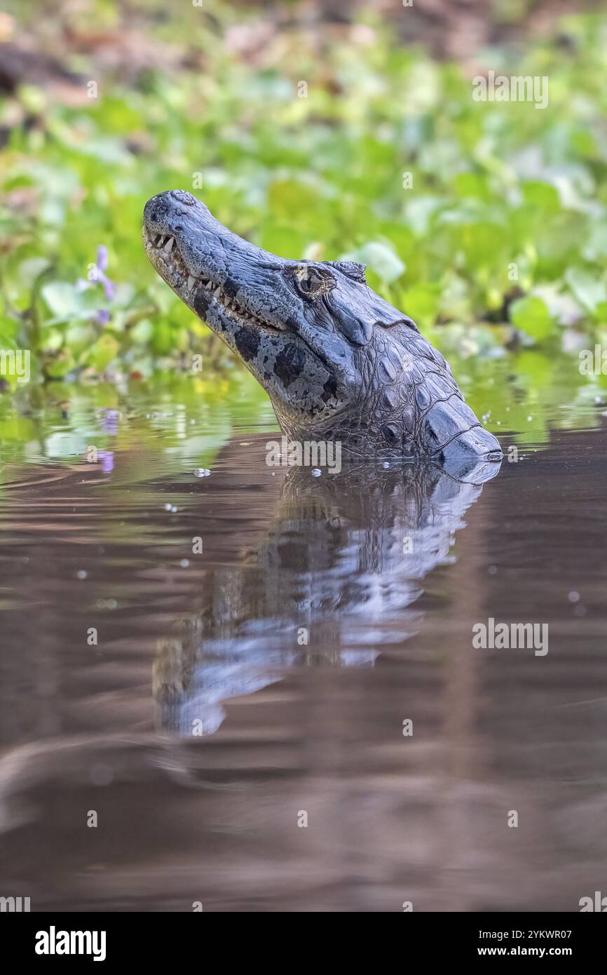Spectacled caiman (Caiman crocodilus yacara), Crocodile (Alligatoridae ...