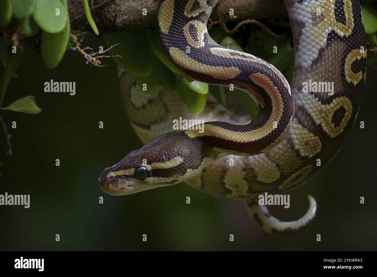 Old ball python hi-res stock photography and images - Alamy