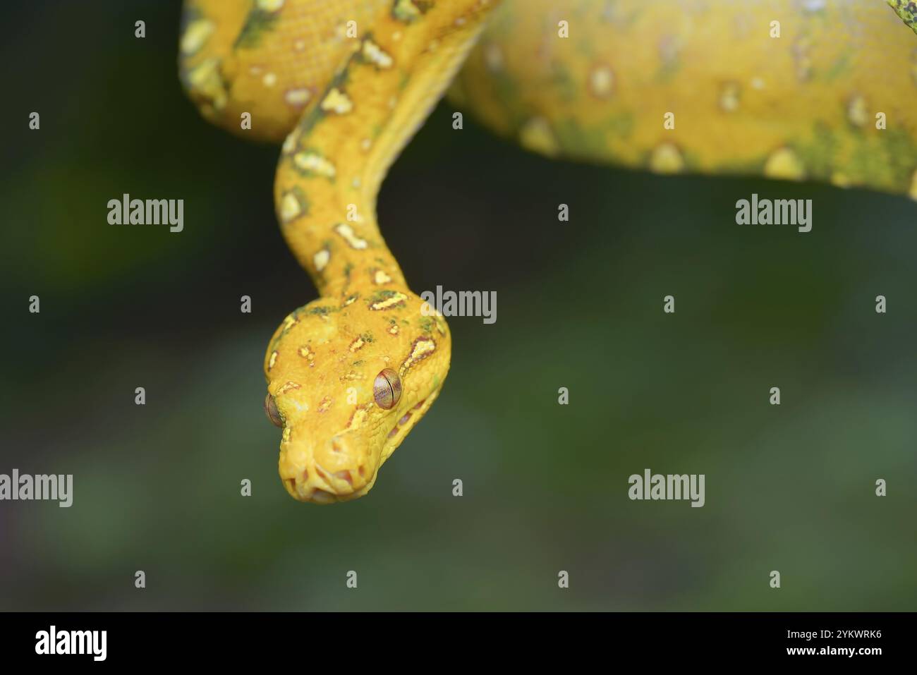Close up photo of a green tree python Stock Photo