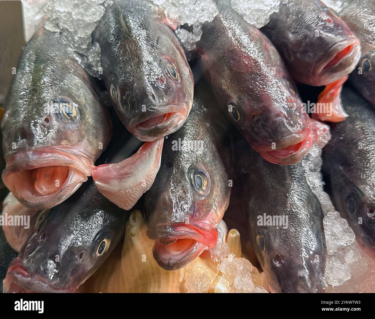 Fresh sea bass fish on ice on a market stall - Smartphone Captured Stock Image