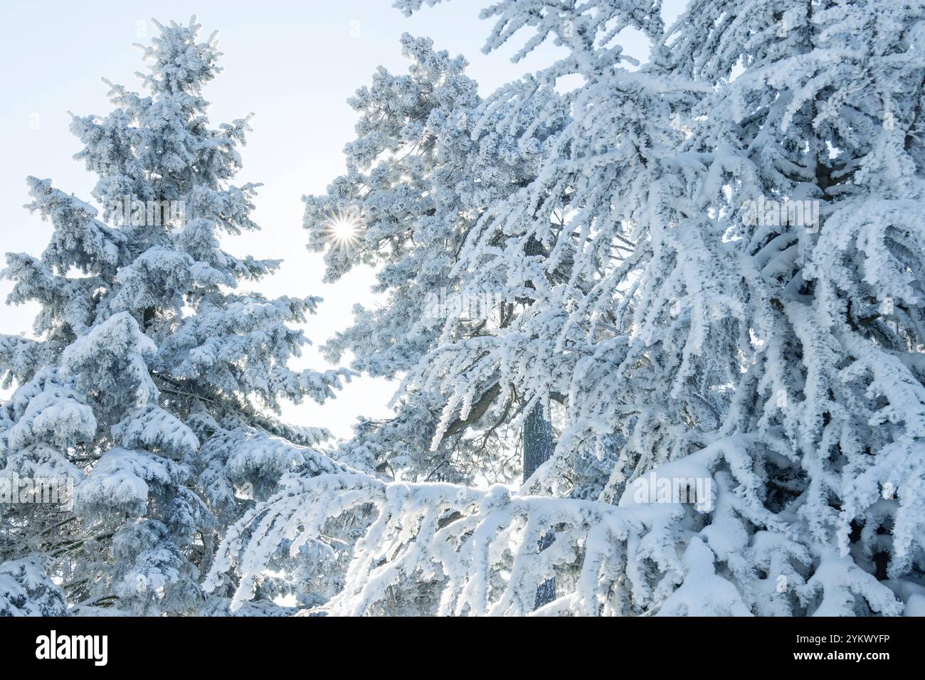 Snow covered trees. Winter forest. Stock Photo