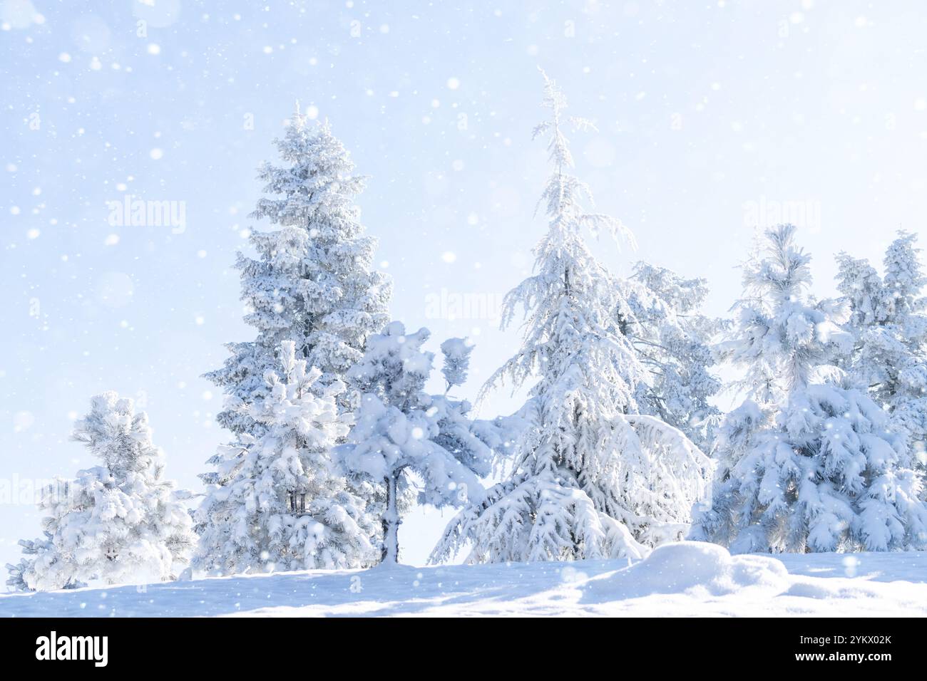 Snow covered trees. Winter forest. Stock Photo
