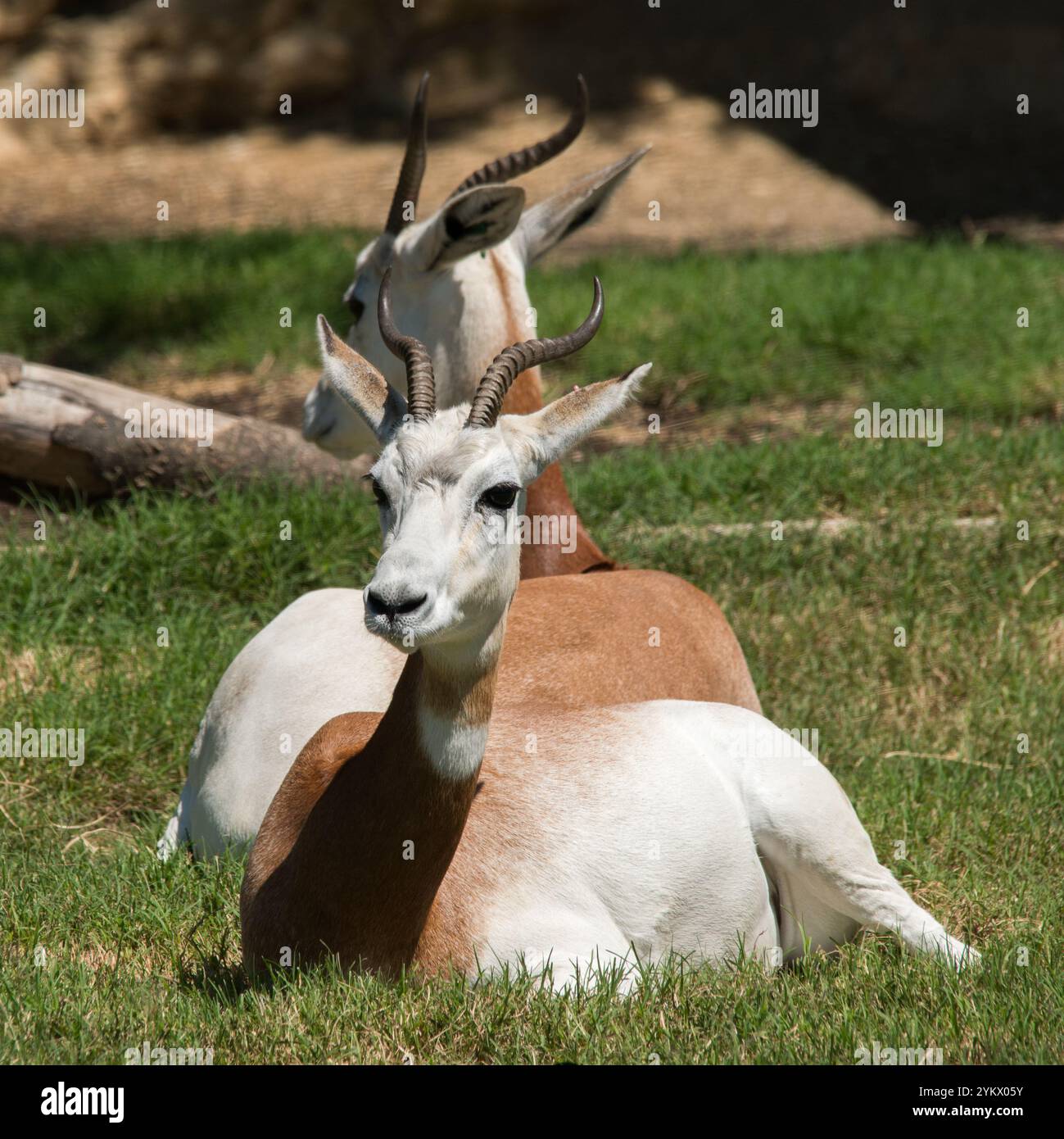 Dama Gazelle Stock Photo