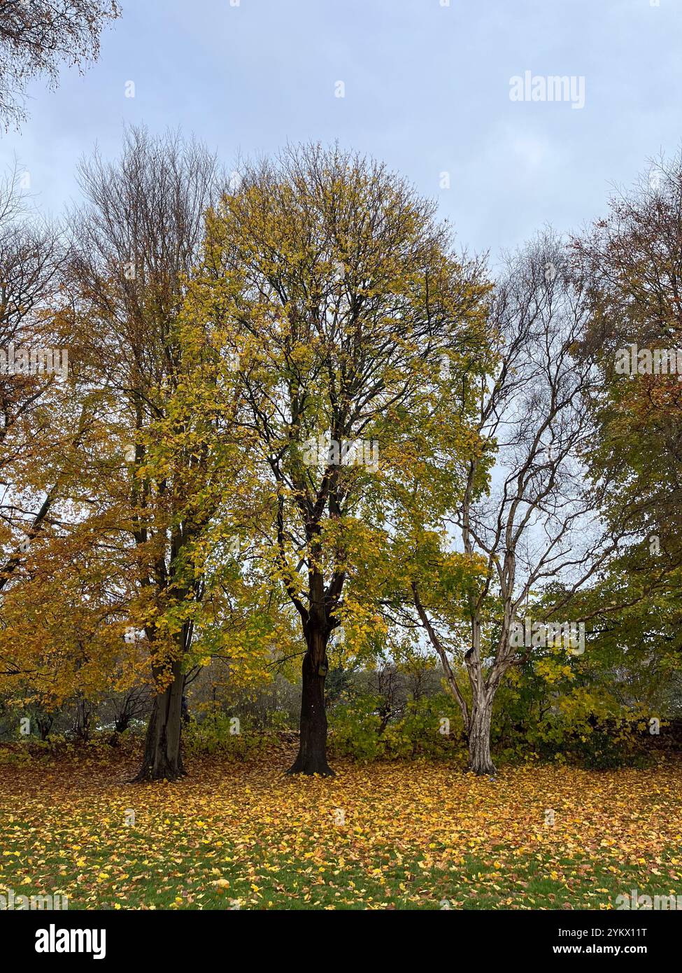 Autumn scene in Maghull Park Sefton Merseyside - Smartphone Captured Stock Image