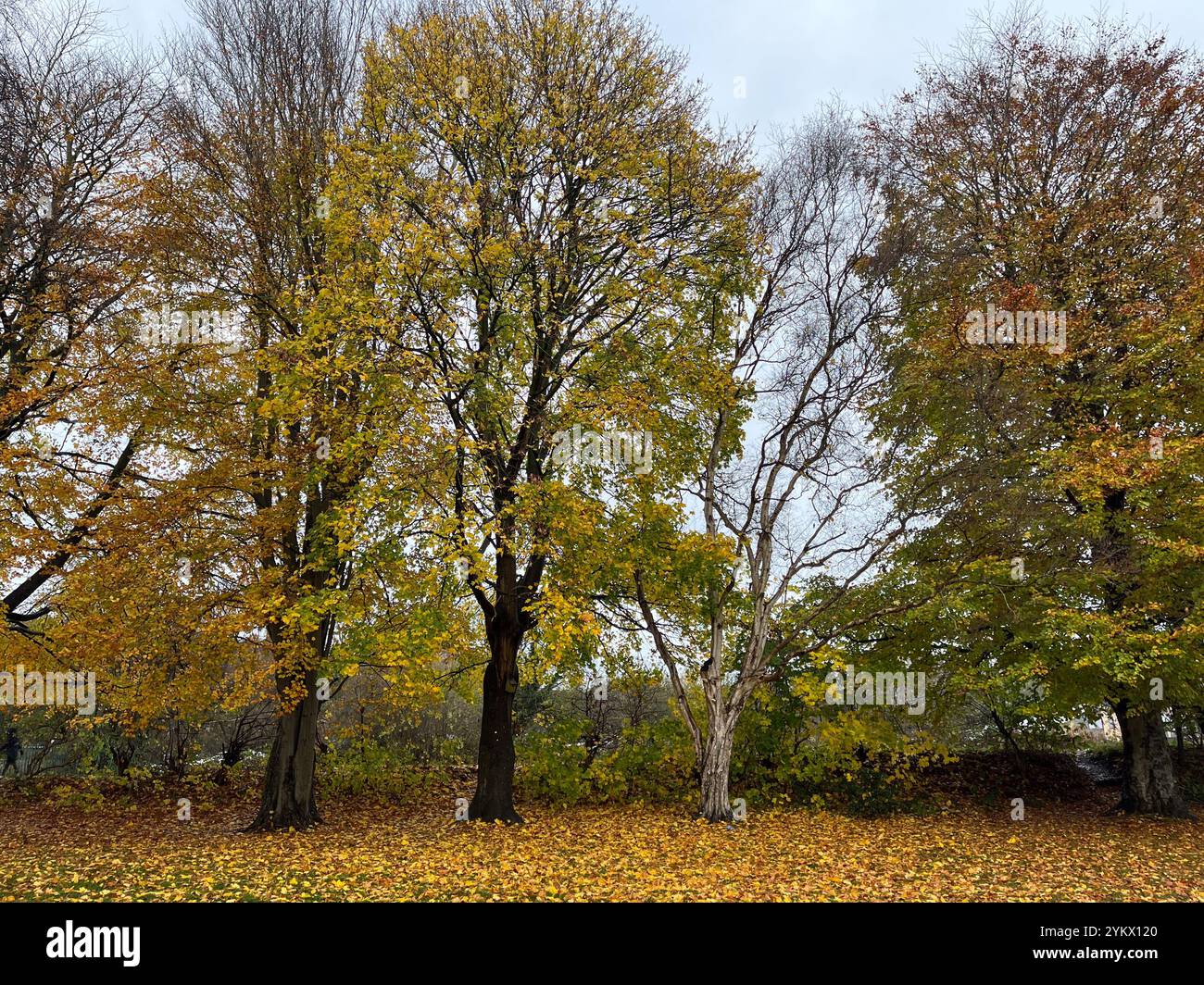 Autumn scene in Maghull Park Sefton Merseyside - Smartphone Captured Stock Image