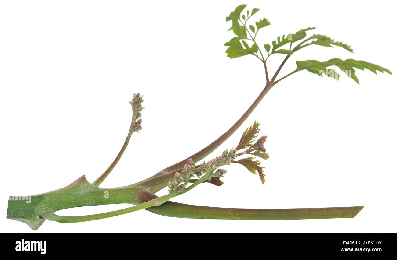 Super food fresh moringa leaves closeup and isolated Stock Photo - Alamy