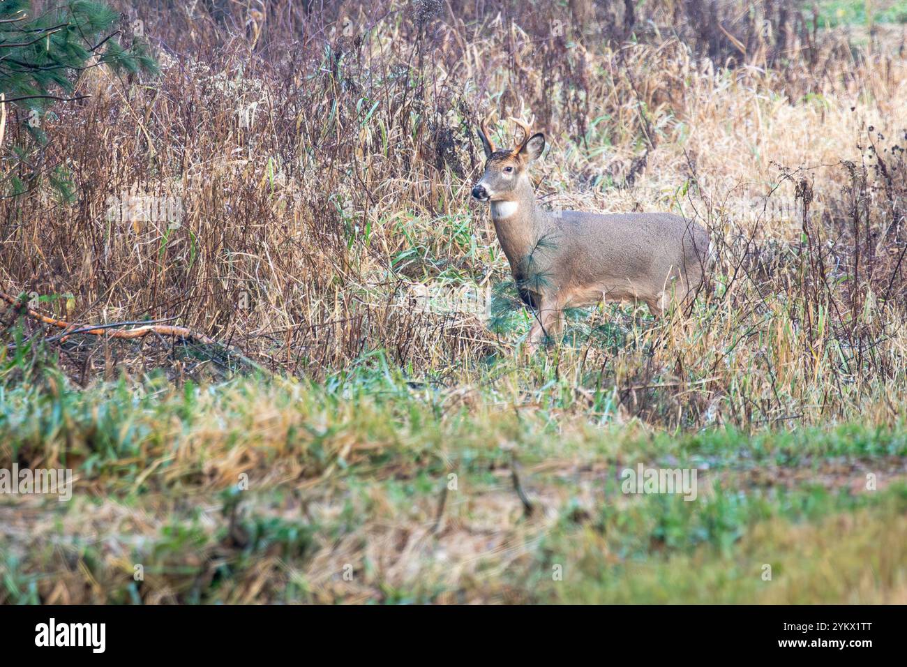 Young adult white-tailed deer buck (Odocoileusvirginianus) standing ...