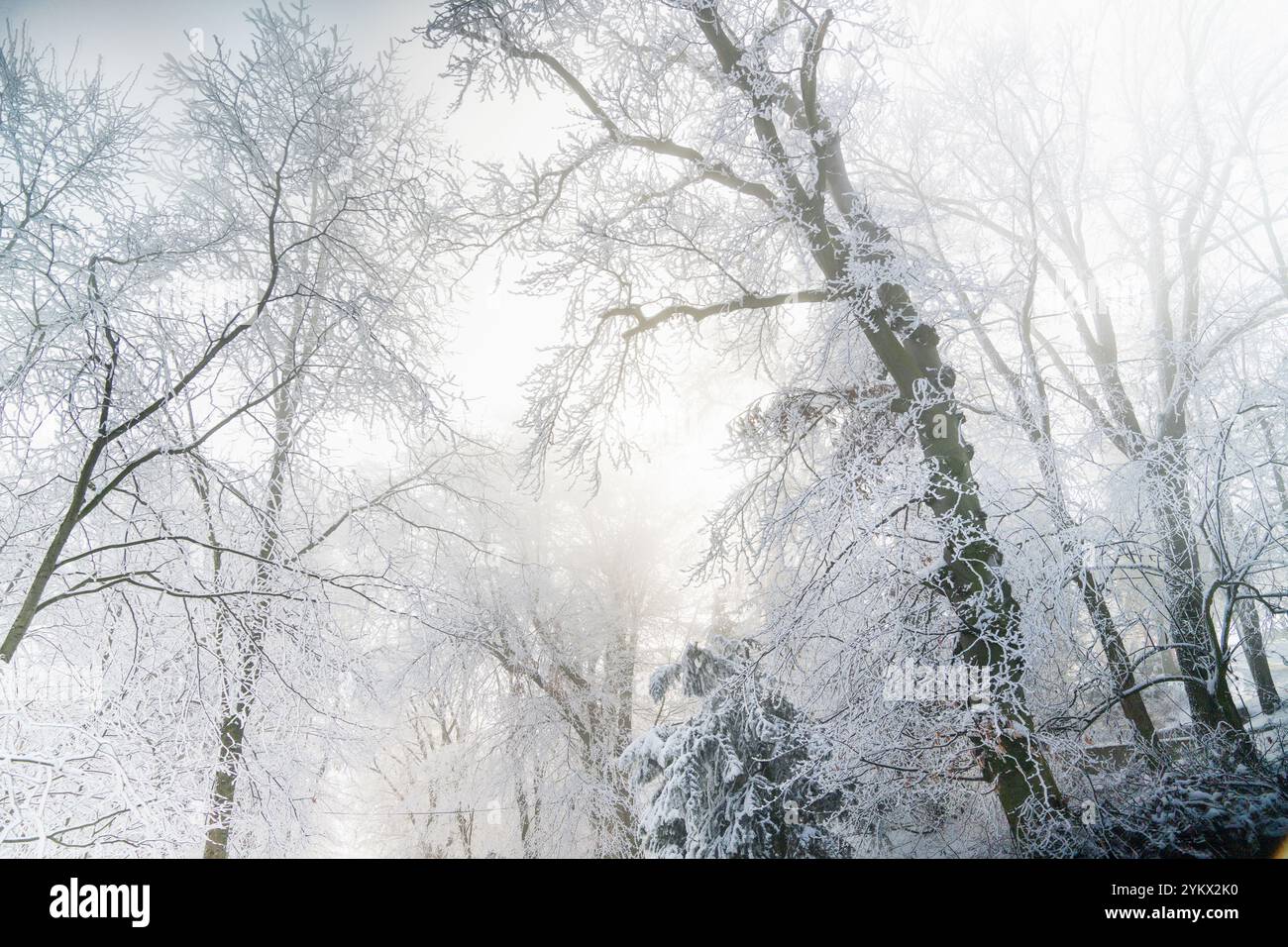 Winter forest frost covered hi-res stock photography and images - Alamy