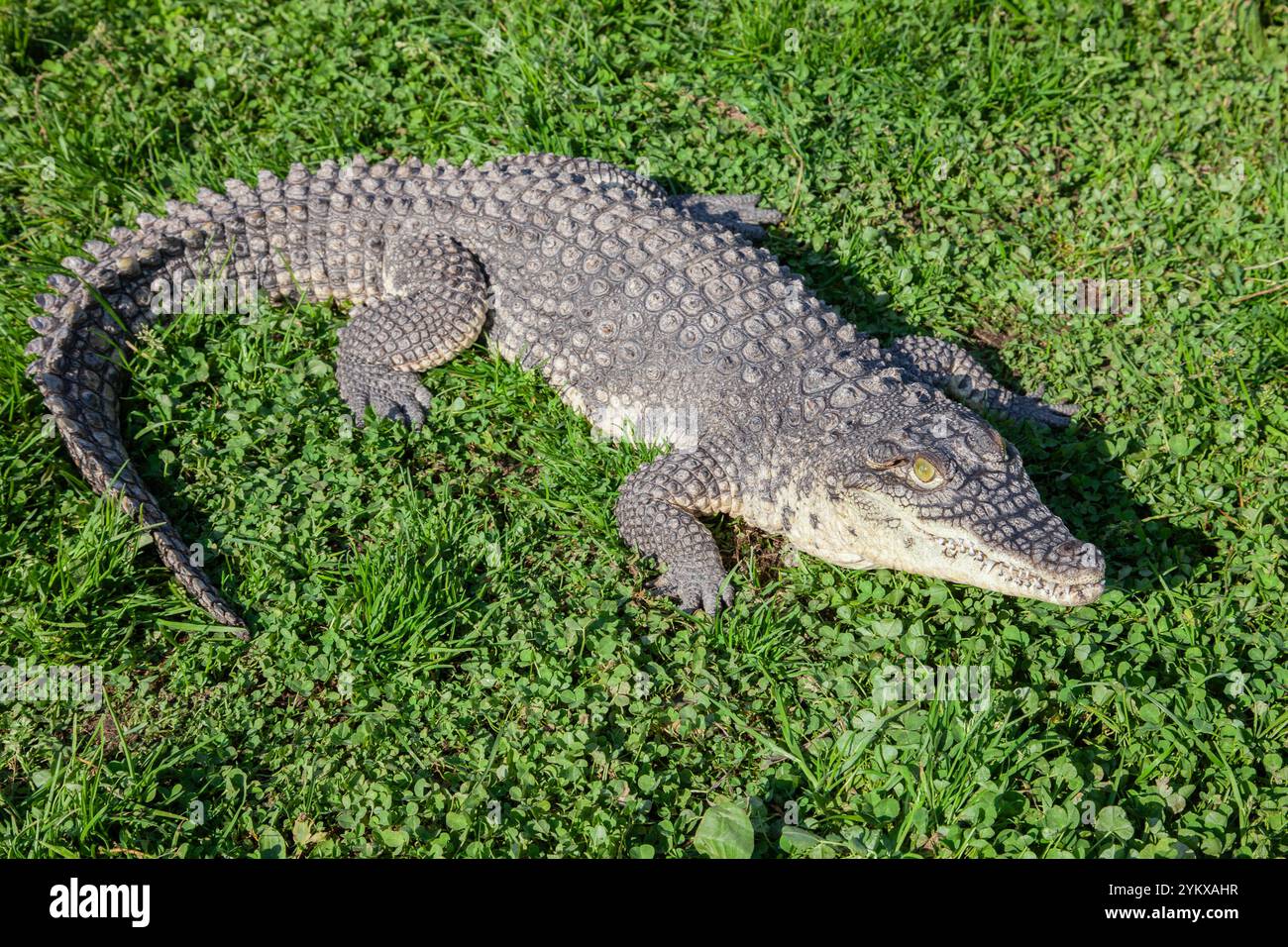 A pet caiman crocodile on a green grass. Seen from above Stock Photo ...