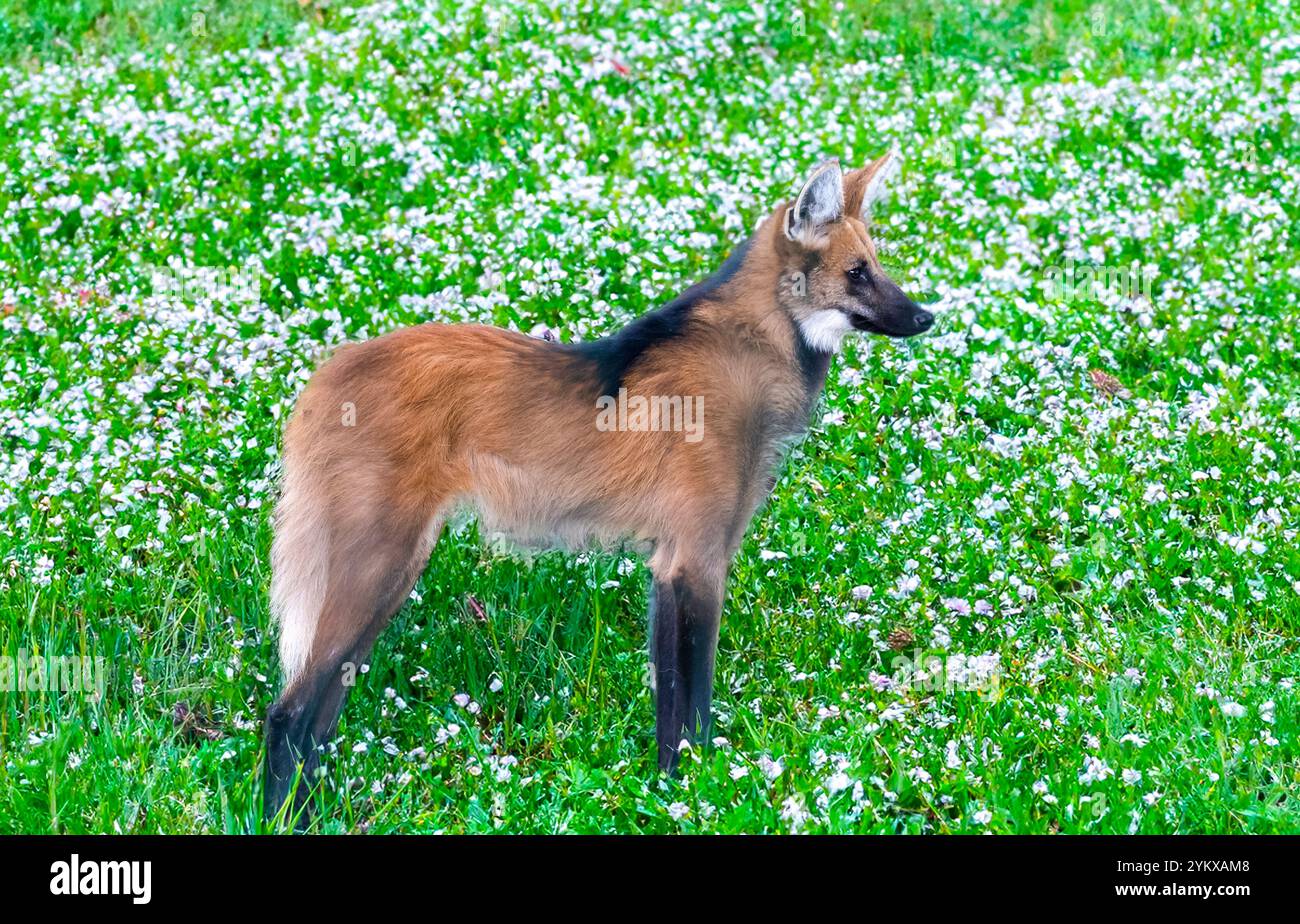 Brazilian wolf hi-res stock photography and images - Alamy