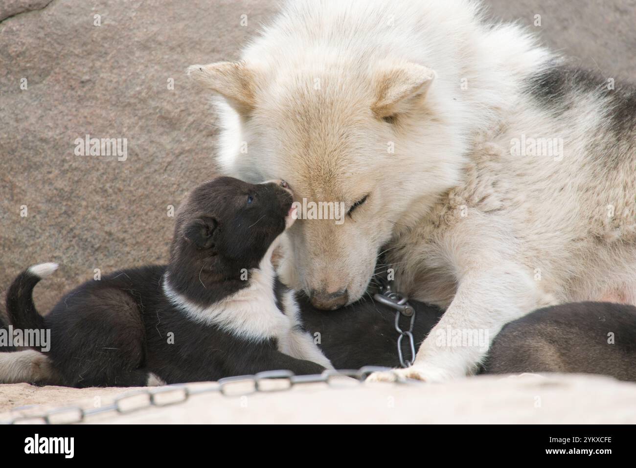 A Greenlandic sledge dog puppy nestles close to its mother in the warm summer landscape of Greenland. The duo is surrounded by the lush, rugged beauty Stock Photo