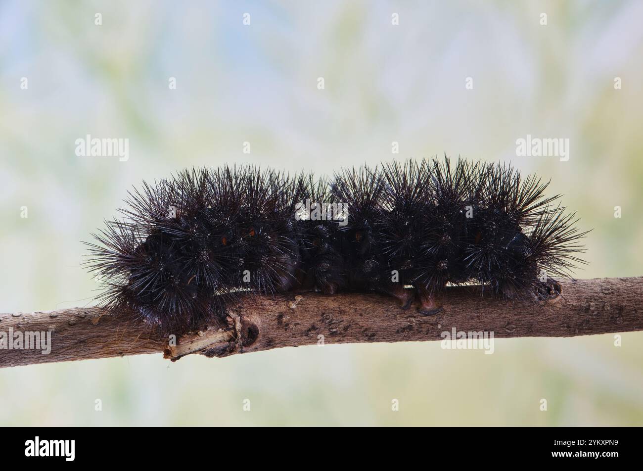 Giant Leopard Moth caterpillar Hypercompe scribonia insect Woolly Bear nature. Stock Photo