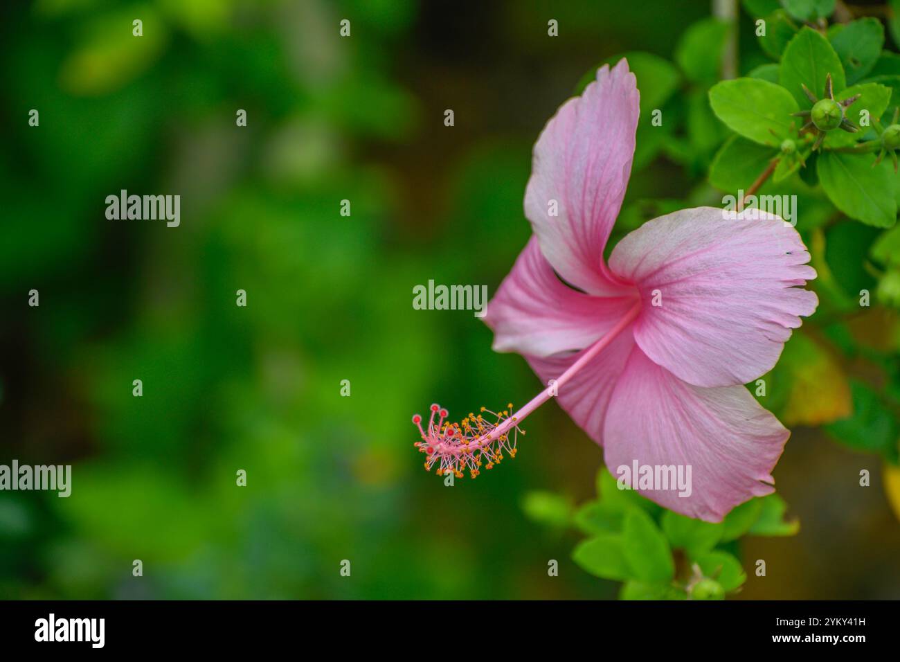 Close-up image of a pink hibiscus with its  filament, stigma, anther and style photographed in details. Stock Photo