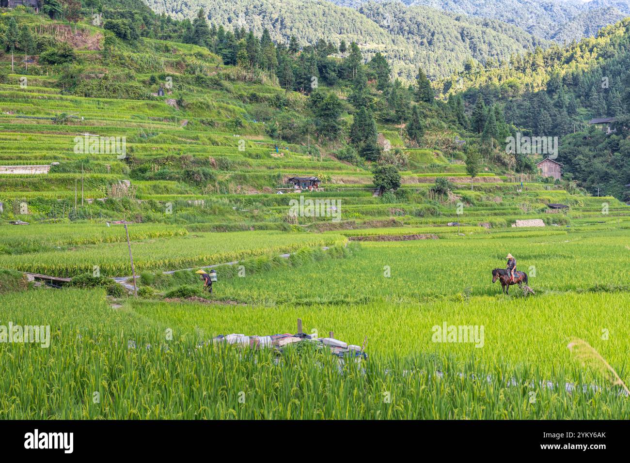 Chinese Rural Rice Farm Asia china rice terraces rice farmers hi-res stock photography and ...