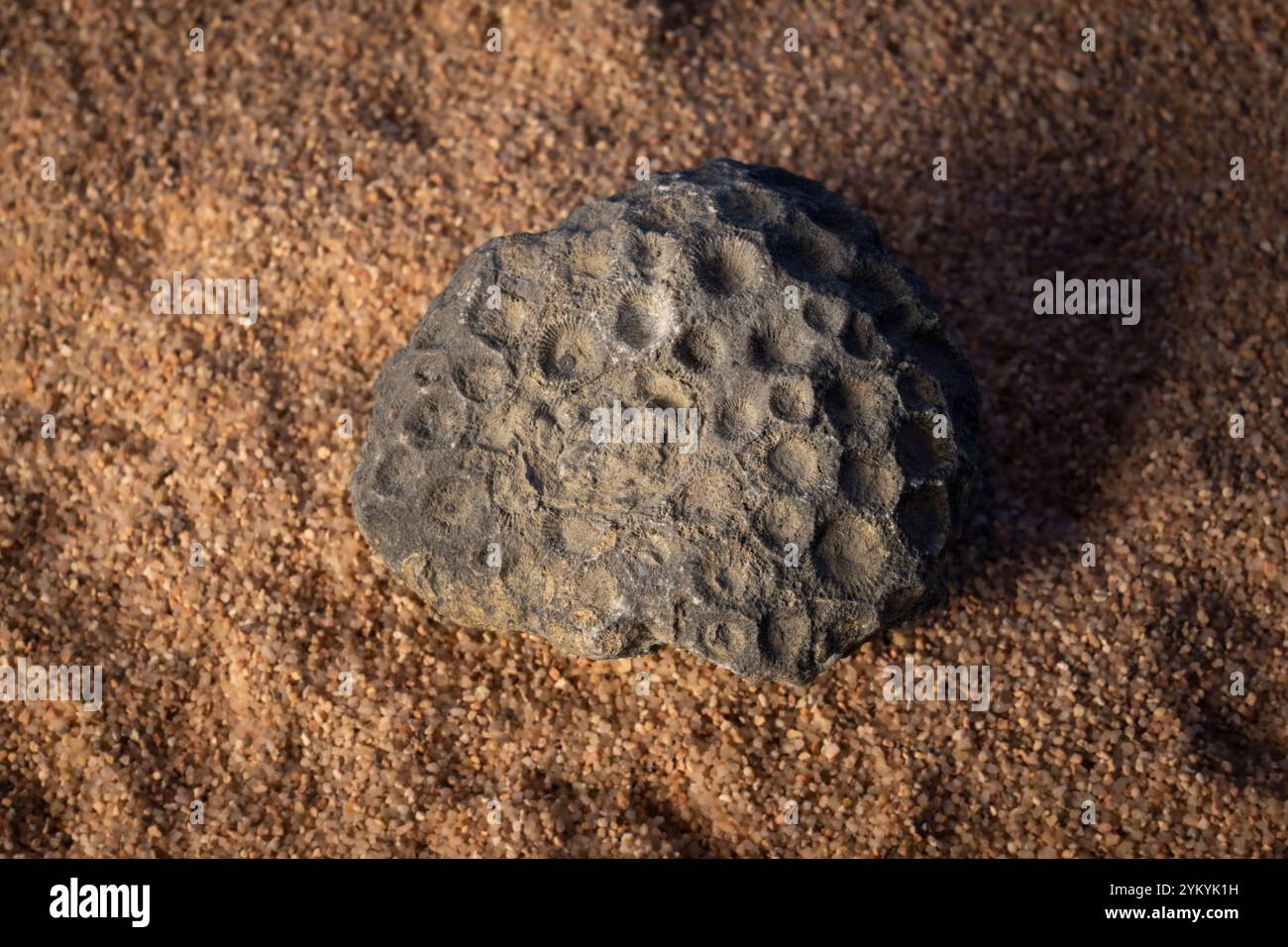 Extinct coral (Isastrea sp.) fossil. Isastrea is genus of corals that lived during the Jurassic and Cretaceous periods, 201 to 66 million years ago. Its fossils have been found in most continents. Stock Photo