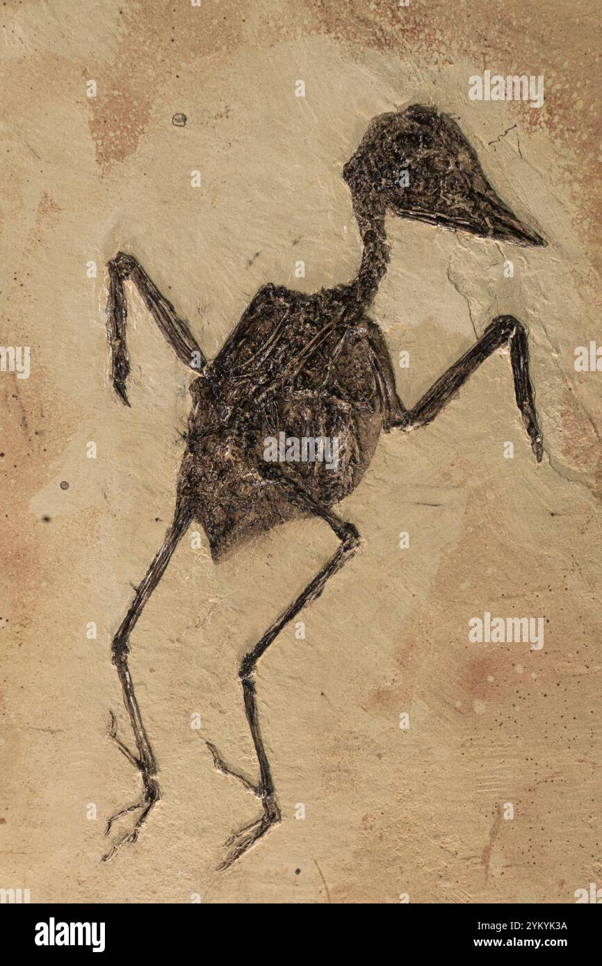 Passerine bird fossil. Stock Photo
