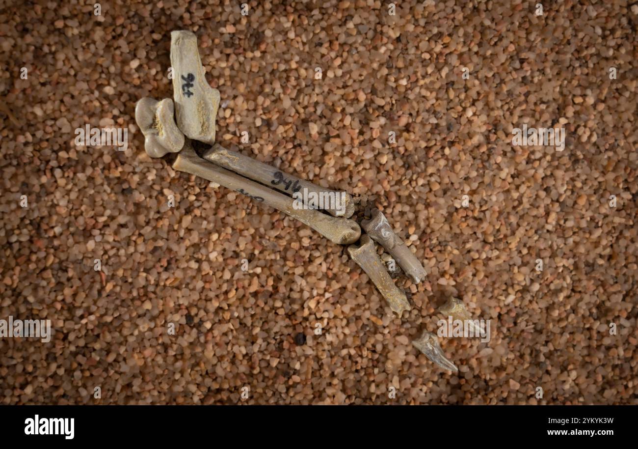 Hooved Rabbit Prehistoric rabbit-sized mammal (Cainotherium miocaenicum) leg fossil ...