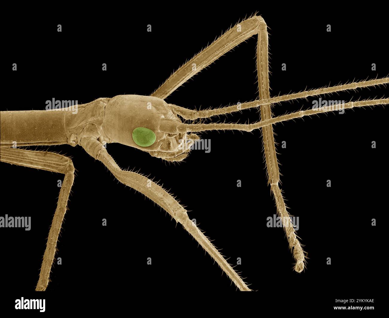 Indian stick insect (Carausius morosus), coloured scanning electron ...
