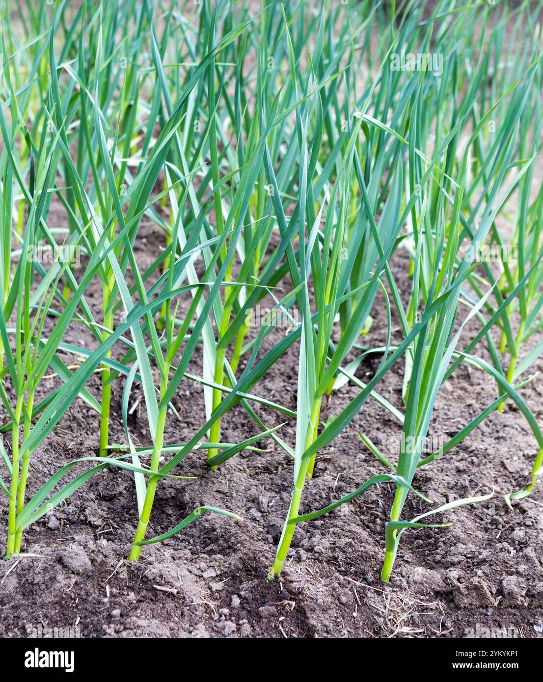 Green Onions growing in the garden Stock Photo - Alamy