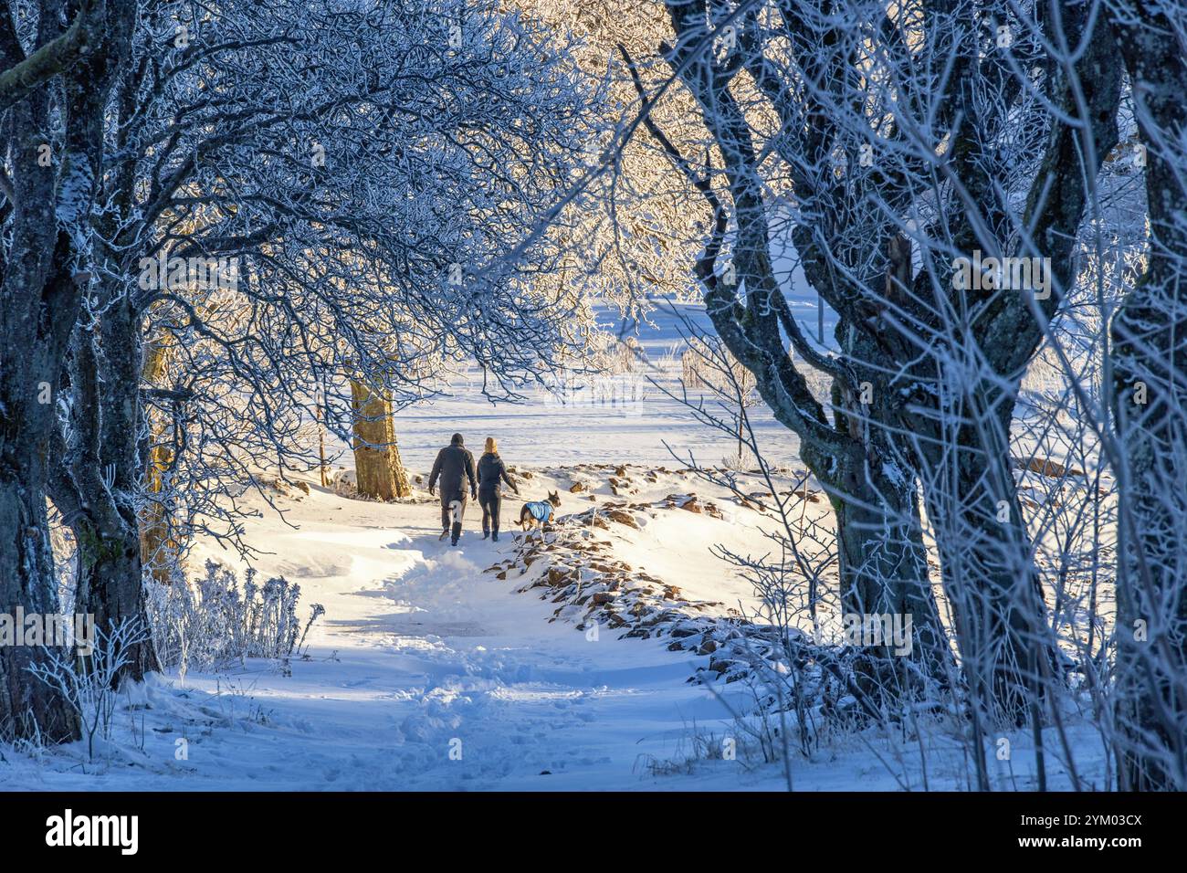 Pair walking with a dog on a path in a wintry landscape Stock Photo