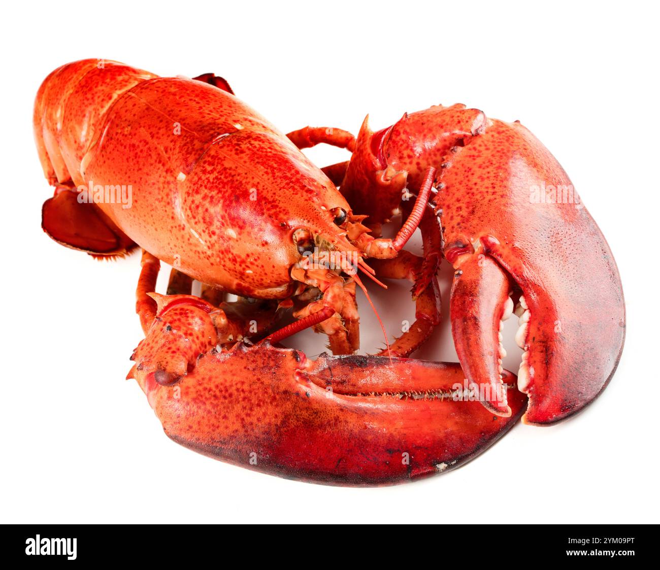Red lobster isolated on white background Stock Photo