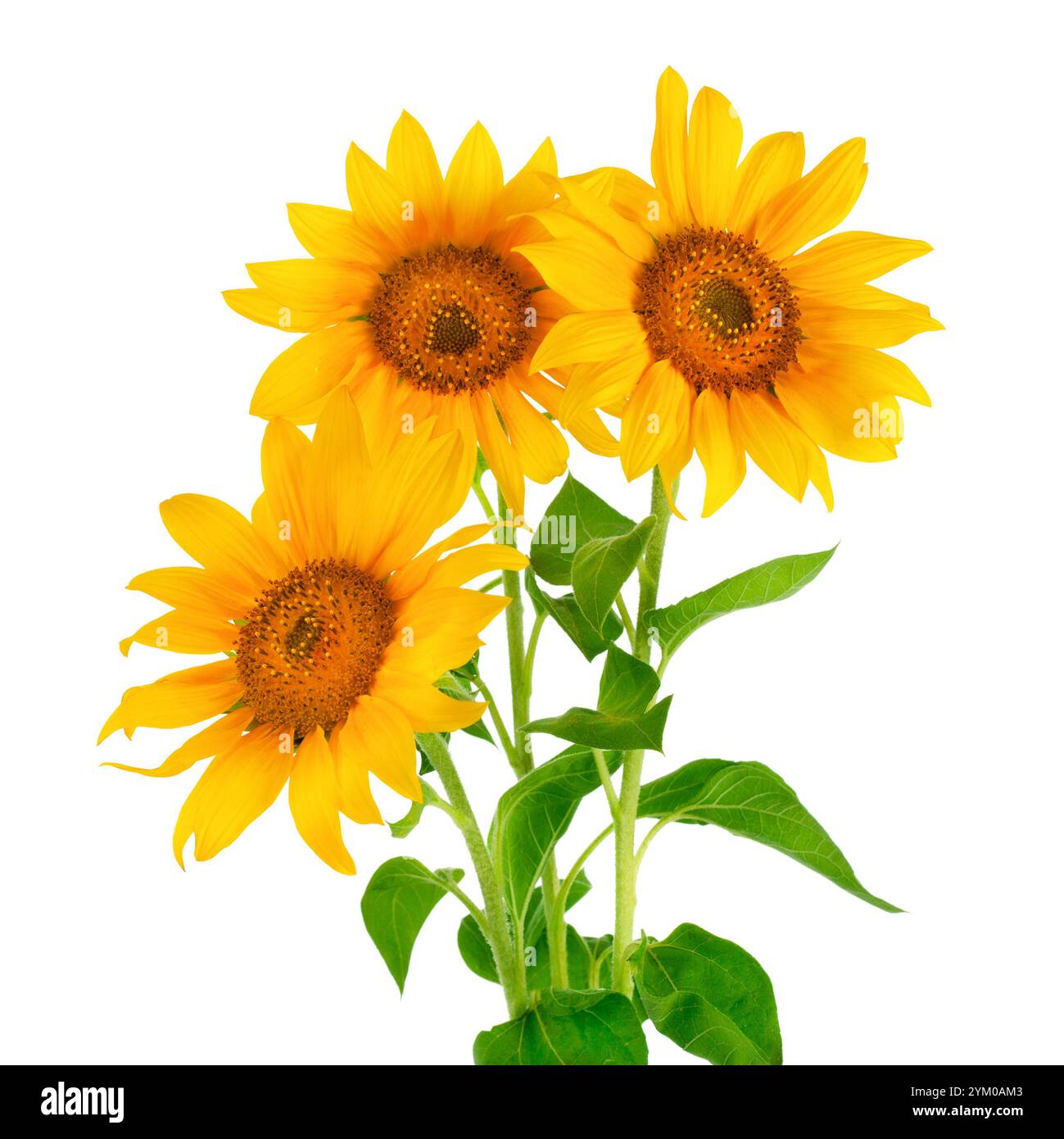 Sunflower isolated on white background Stock Photo - Alamy