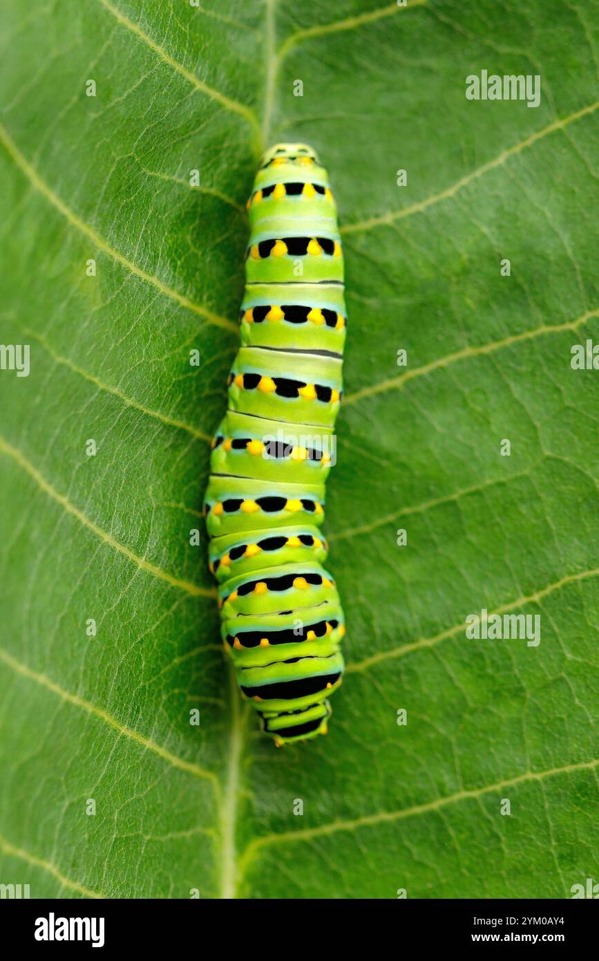 Black Swallowtail caterpillar on a green leaf Stock Photo