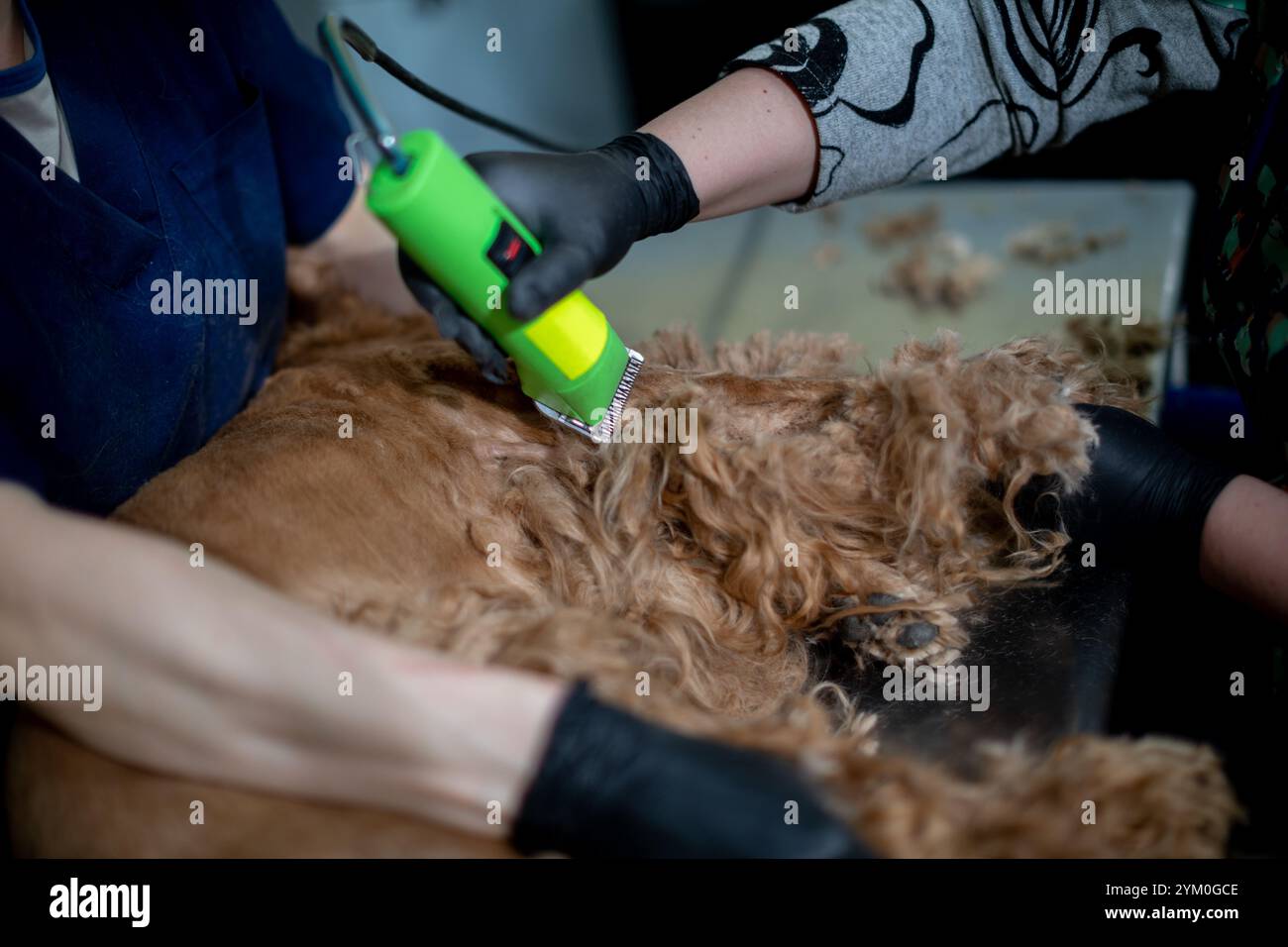 How to Groom a Dog With Clippers at Home in 7 Steps