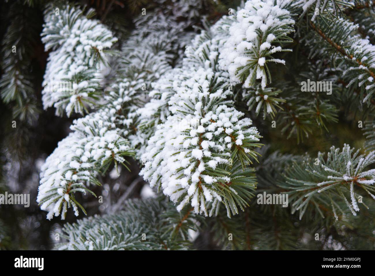 Beautiful green branches of pine, fir, needles covered with white snow ...