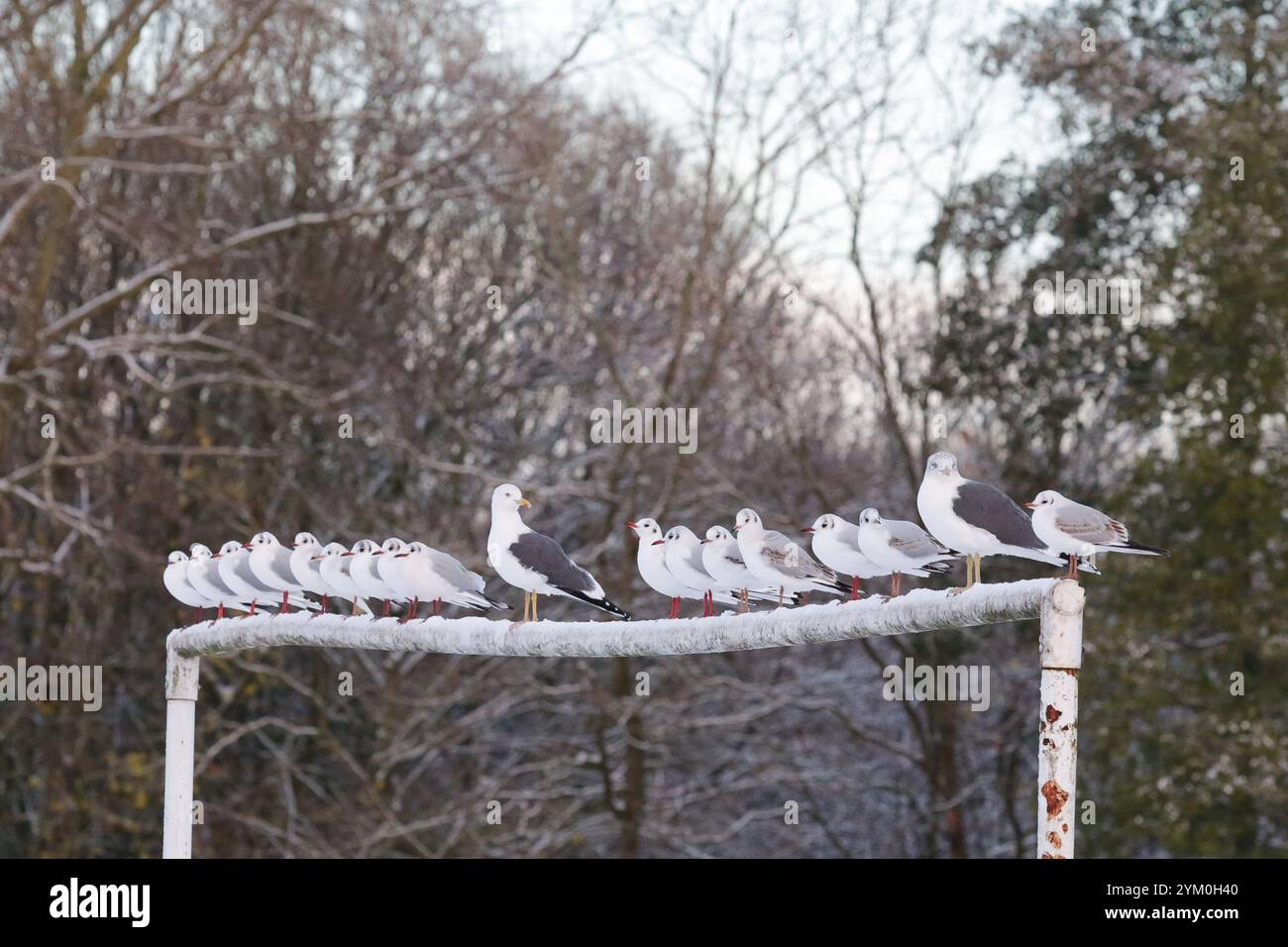 Fallings hi-res stock photography and images - Alamy