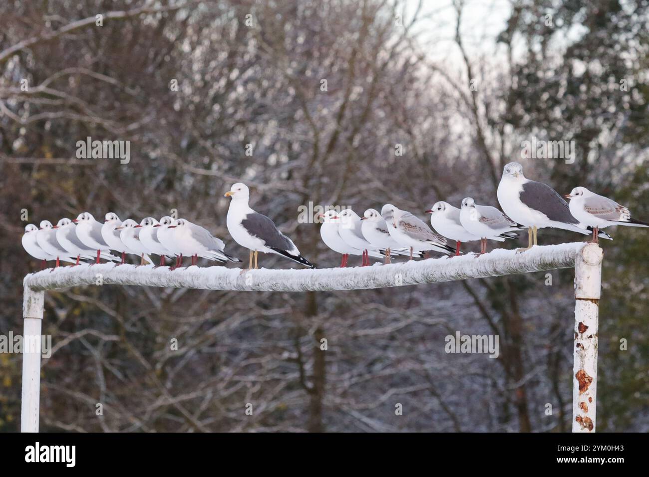 Fallings hi-res stock photography and images - Alamy