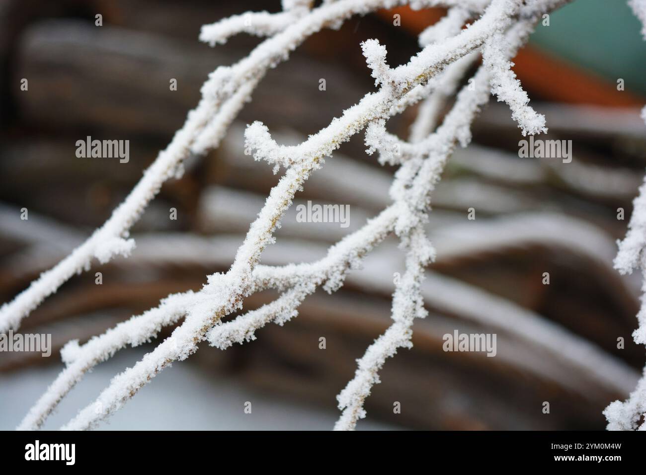 Beautiful Winter Landscape Bright White Snow Lies On The Branches Of beautiful-winter-landscape-bright-white-snow-lies-on-the-branches-of