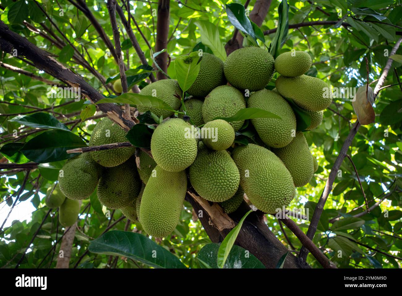 Big jackfruit hanging on hi-res stock photography and images - Alamy