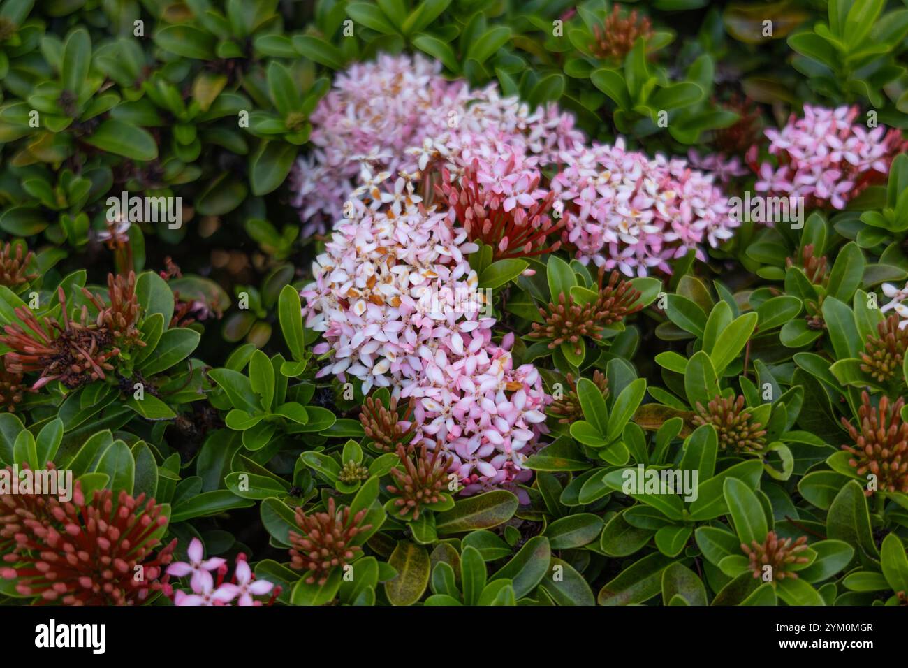 A bunch of pink flowers blooming among green leaves. Gardening, nature, the beauty of flowers. Stock Photo