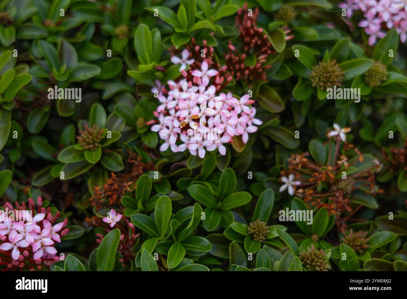 A bunch of pink flowers blooming among green leaves. Gardening, nature, the beauty of flowers. Stock Photo